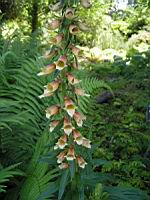 Digitale - Digitalis Laevigata (03) (Photo F. Mrugala)